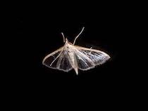 moth at night